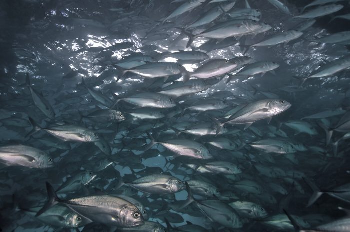 Jack Fish - Koh Tang Island Cambodia