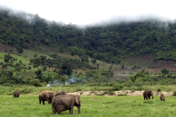 Elephant Sanctuaries Chiang Mai Thailand