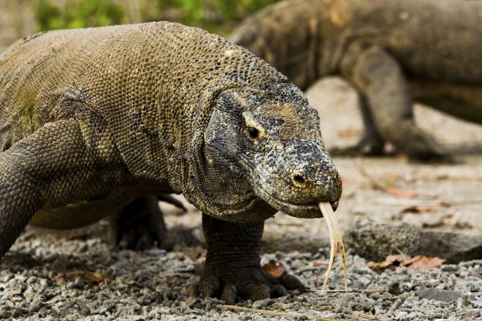 Guide to Visiting Komodo National Park