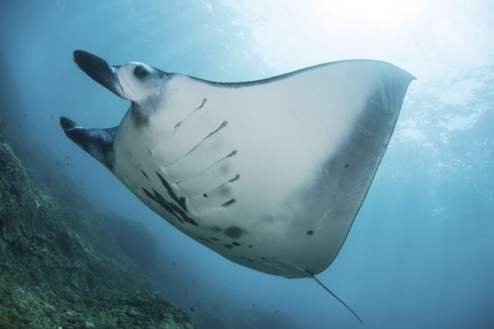 Near Bali, Indonesia, a Manta ray (Manta alfredi) swims over a reef on its way to a cleaning station where small reef fish will remove parasites.