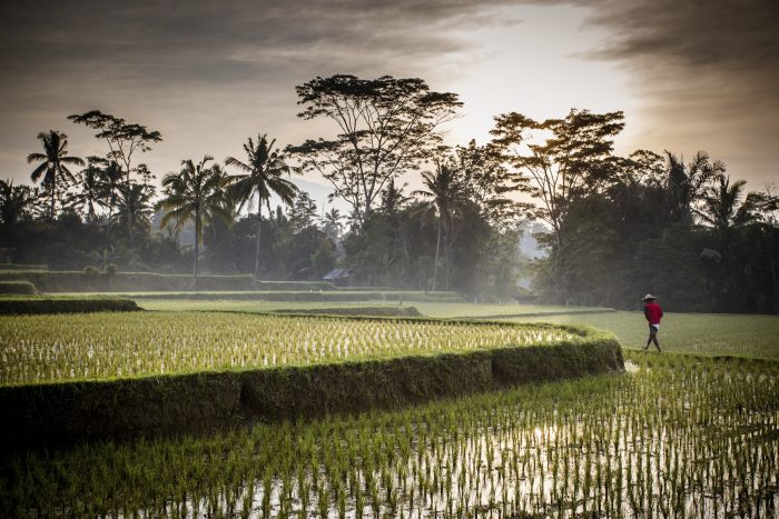 Ubud Bali Review