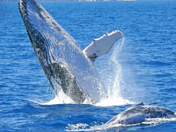 Whale Watching - Spring in Perth, Australia