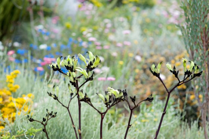 Wild Flowers - Spring in Perth, Australia