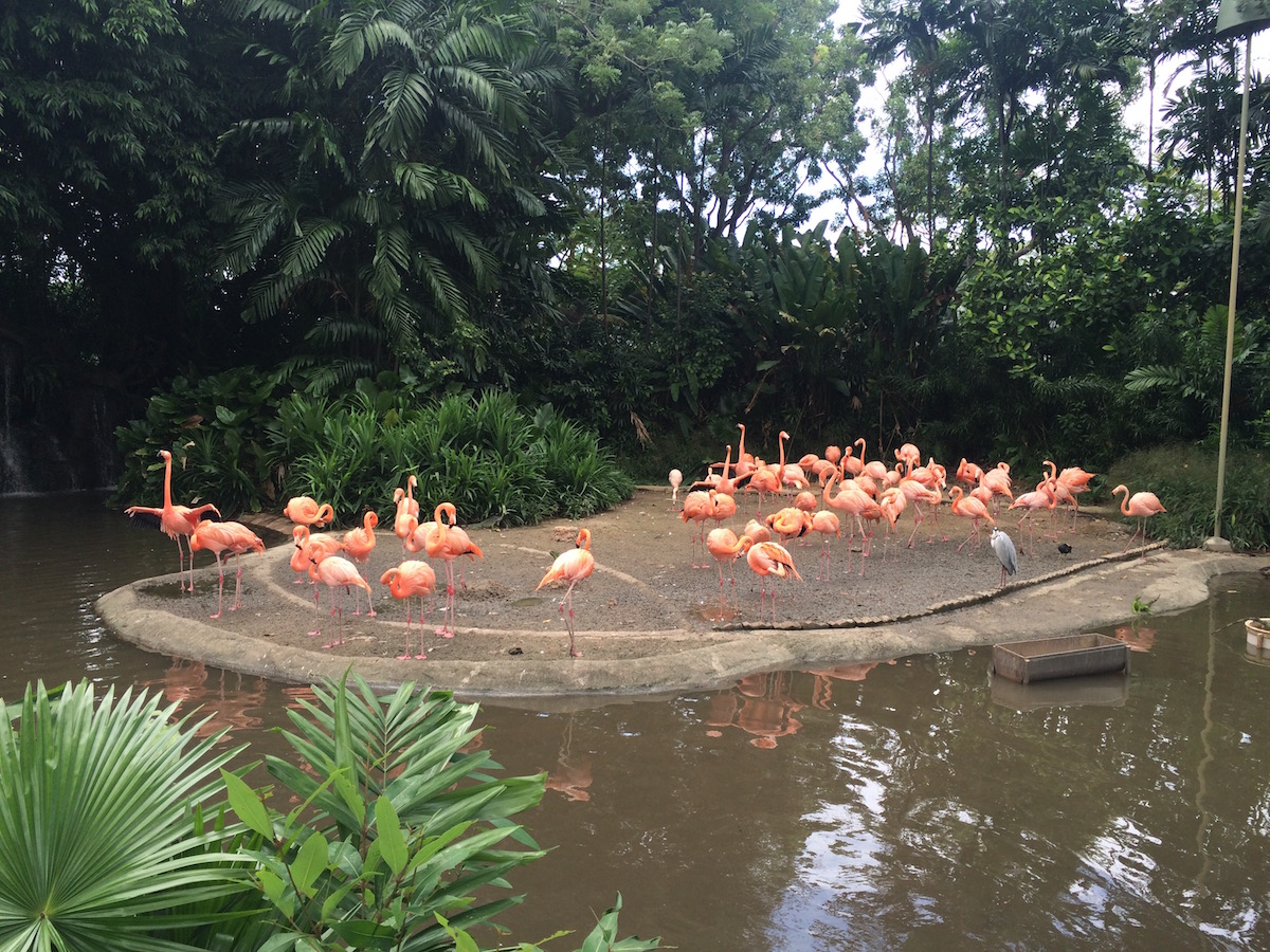 Things to do with kids in Singapore - Jurong Bird Park