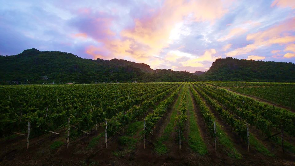 Top wineries in Asia GranMonte Vineyard and Winery in Thailand