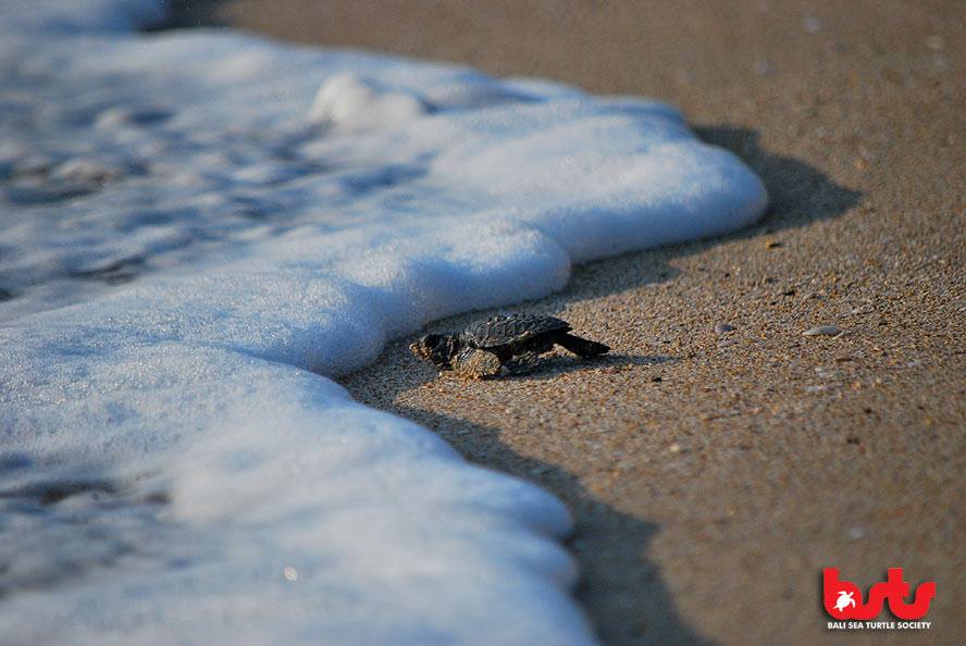 Bali Sea Turtle Society