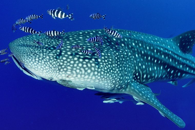 Maalifushi - Whale Shark with Como Maldives