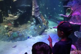Legoland Sea Life Malaysia Aquarium Review