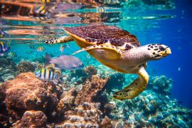 maldives resorts with best house reefs